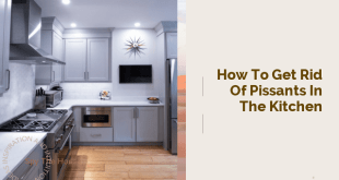 How to Get Rid of Pissants in the Kitchen